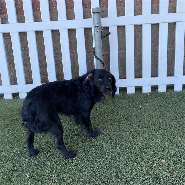 Adoptable Dog
