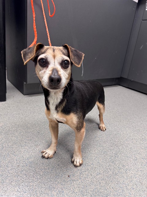 Hector - Adoption Pending