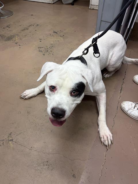 Adoptable Dog