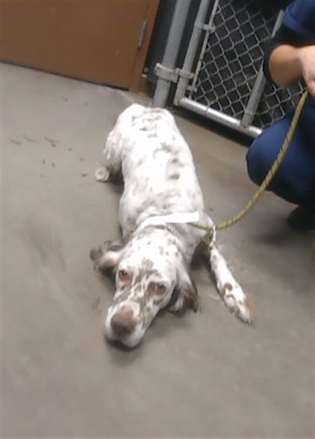 Adoptable Dog