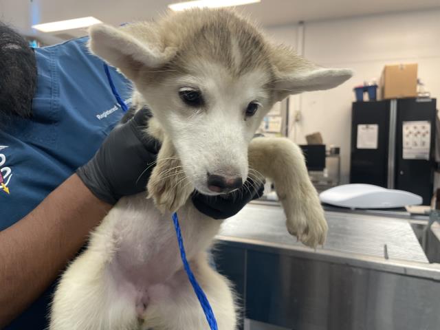 Adoptable Dog