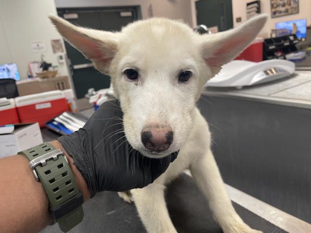 Adoptable Dog