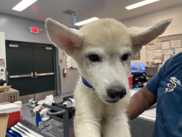 Adoptable Dog