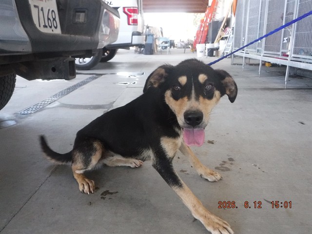 Adoptable Dog