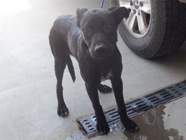 Adoptable Dog