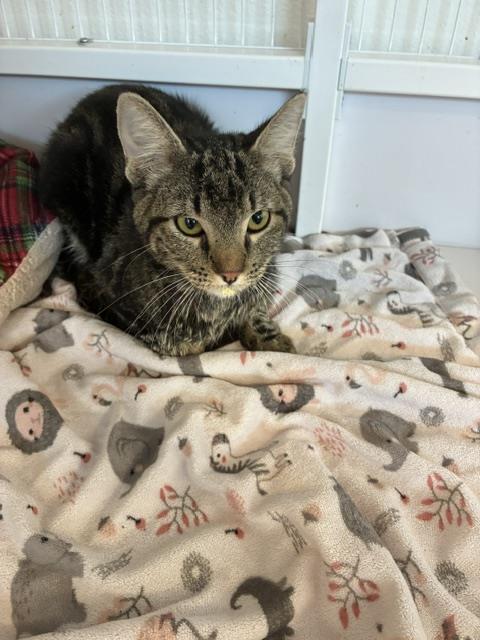 Adoptable Cat