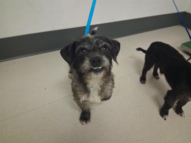 Adoptable Dog