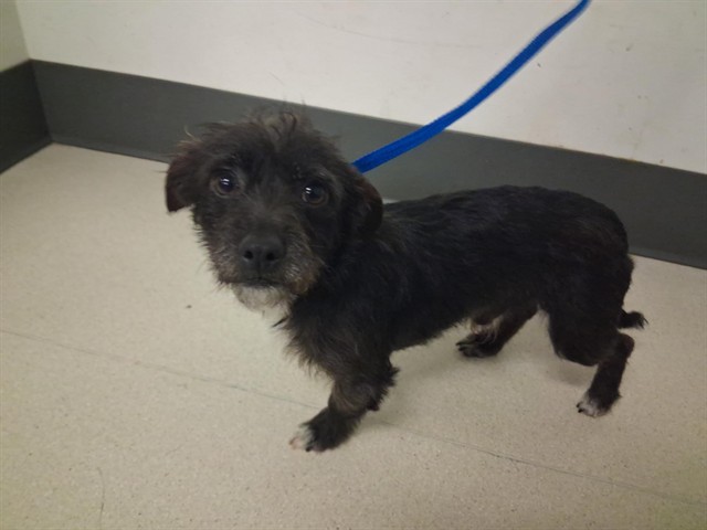 Adoptable Dog