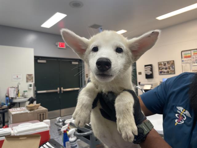 Adoptable Dog