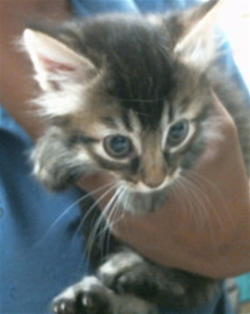 Pixi
