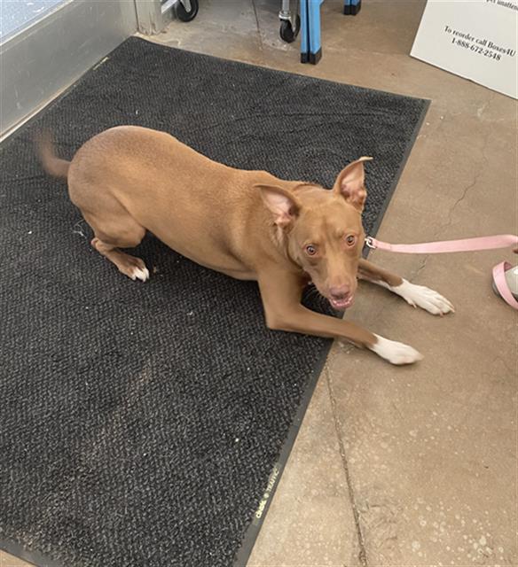 Coco