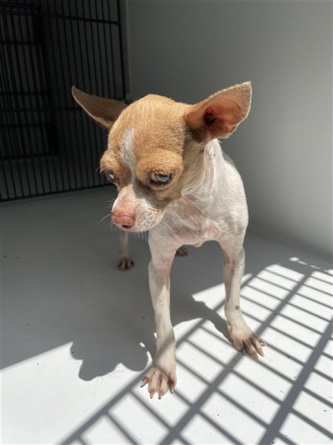 Adoptable Dog