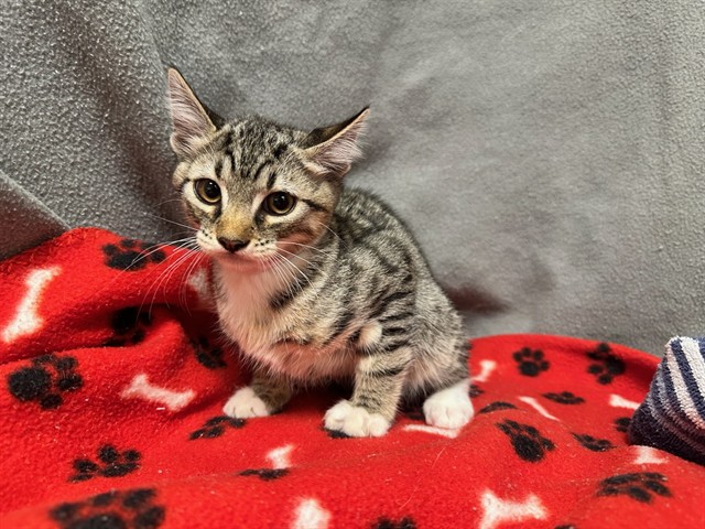 Kitty 2