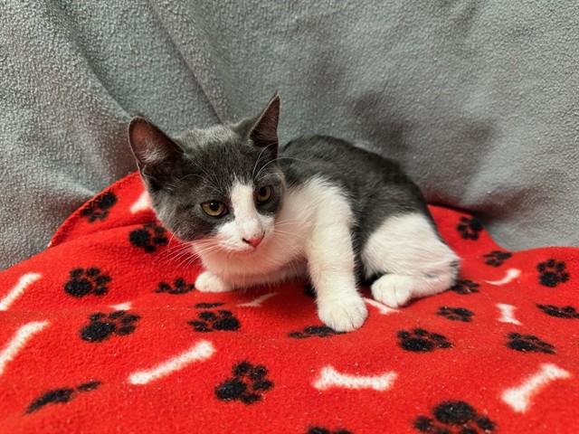 Kitty 1