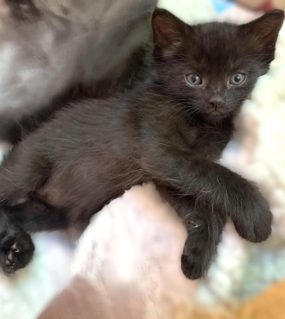 Little Void