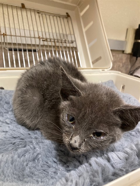 Adoptable Cat