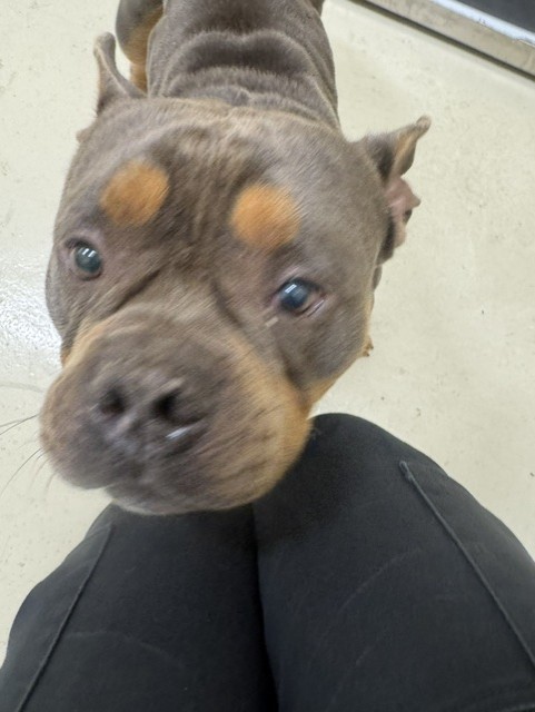 Adoptable Dog