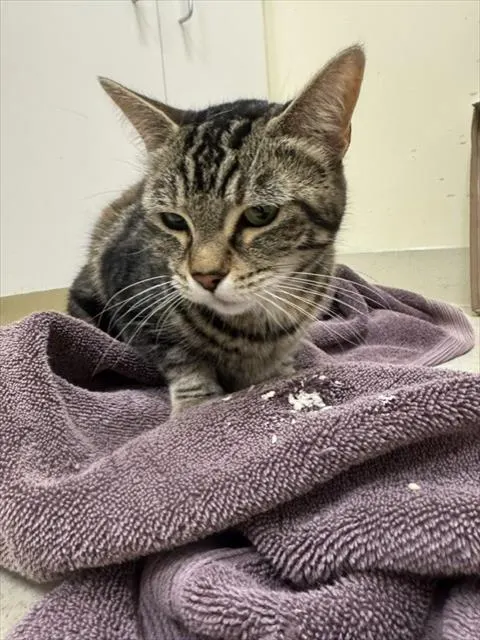 Adoptable Cat