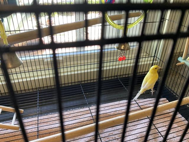 Lemon*