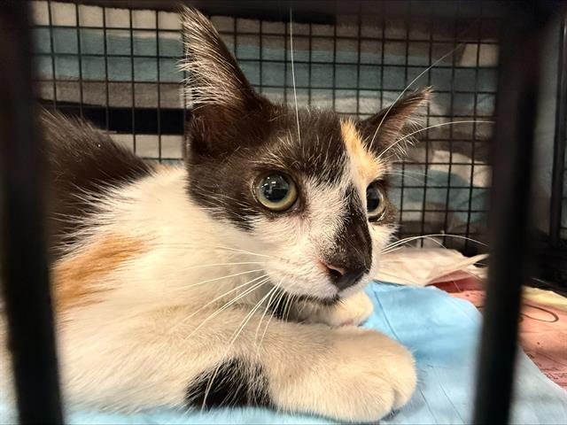 Adoptable Cat