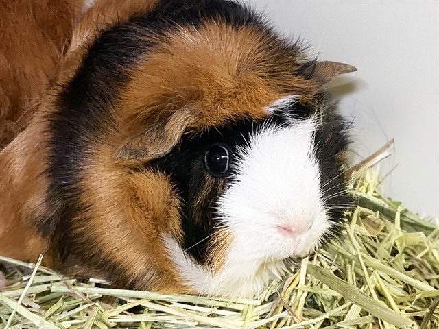 Matilda