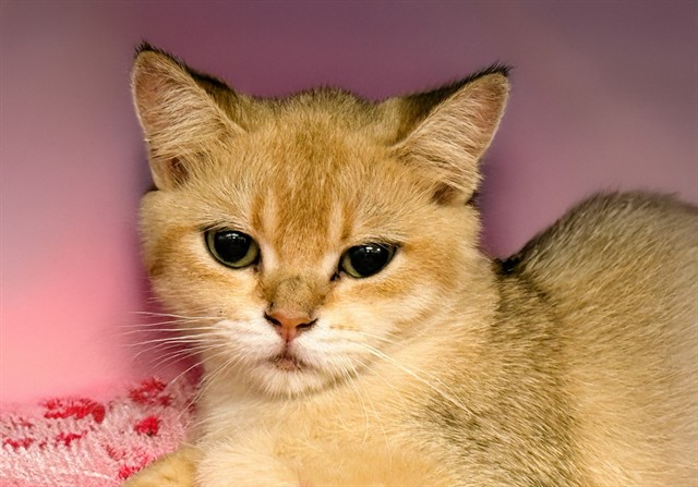 Masha