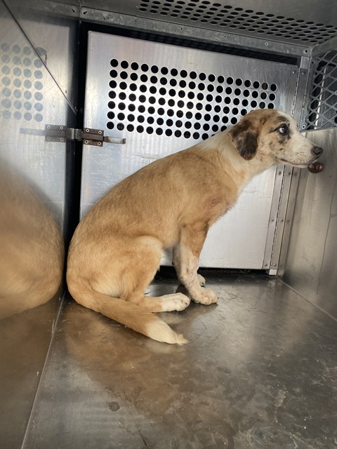 Adoptable Dog