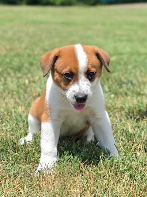 Opie