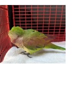 Adoptable Bird