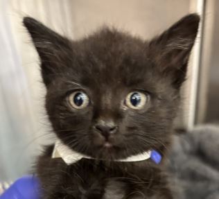 Rocky Meowivia