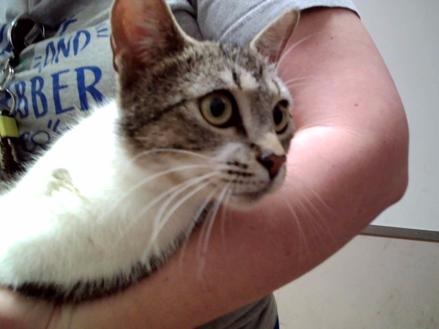 Adoptable Cat