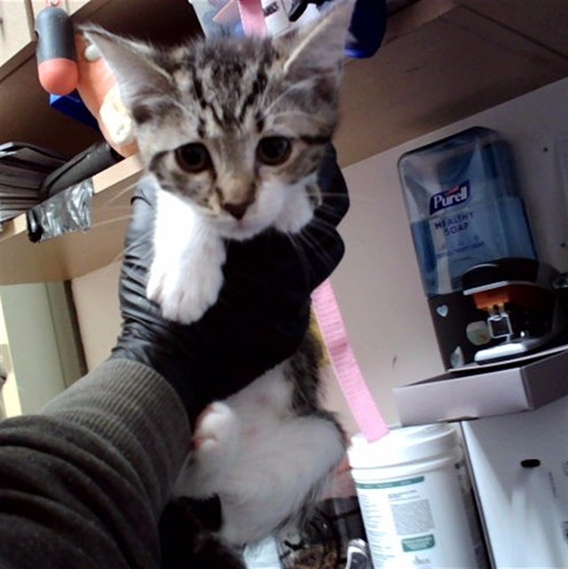 Adoptable Cat