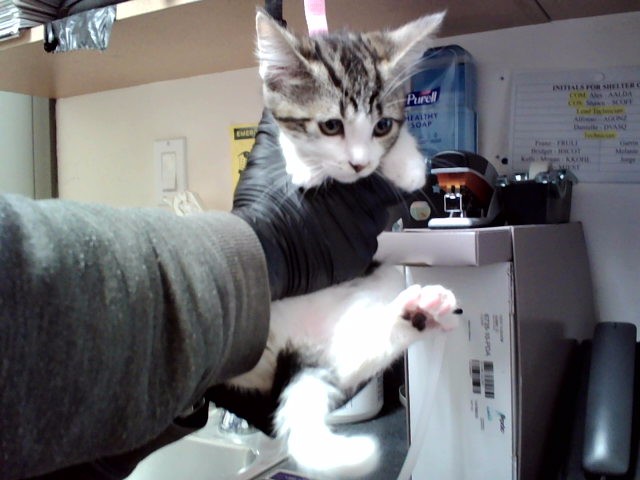 Adoptable Cat