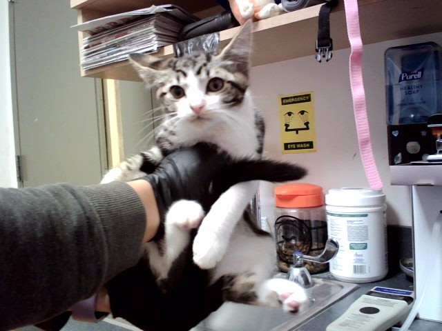 Adoptable Cat