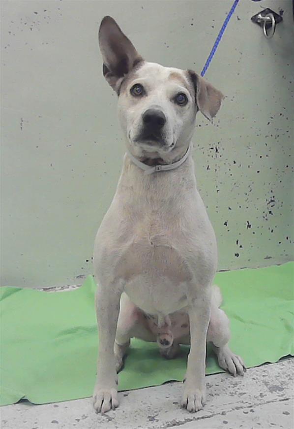 Adoptable Dog