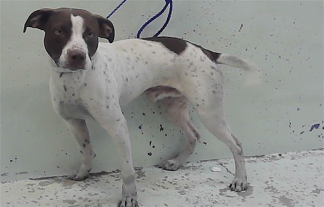 Adoptable Dog