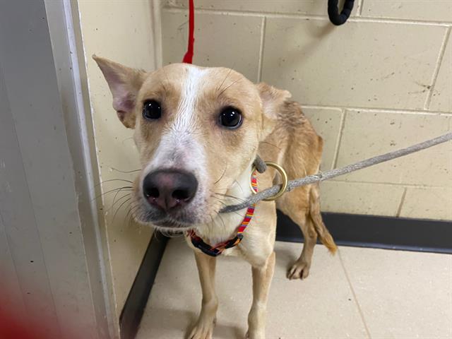 Adoptable Dog