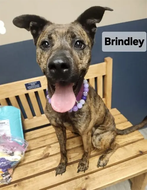 Brindley