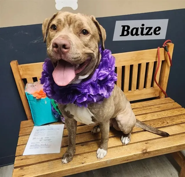 Baize