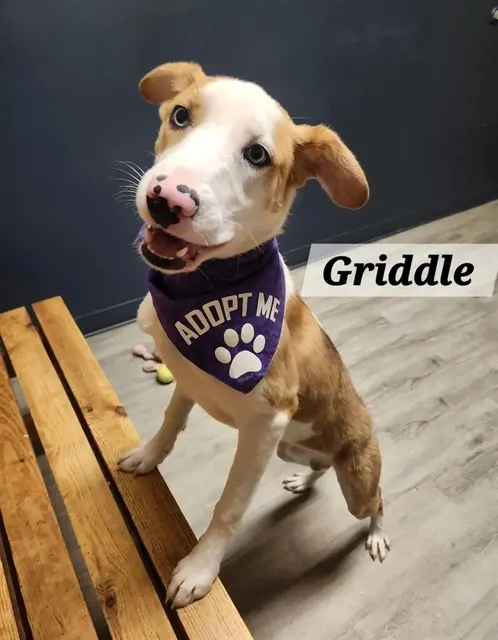 Griddle