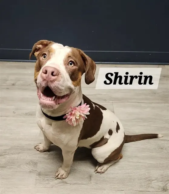 Shirin