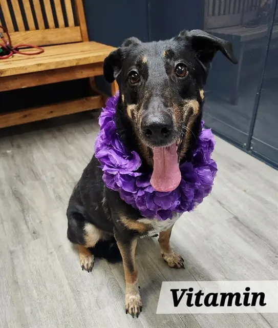 Vitamin