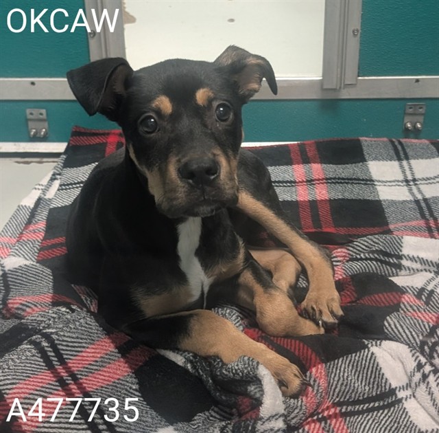 Adoptable Dog
