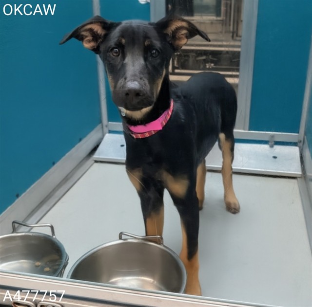 Adoptable Dog