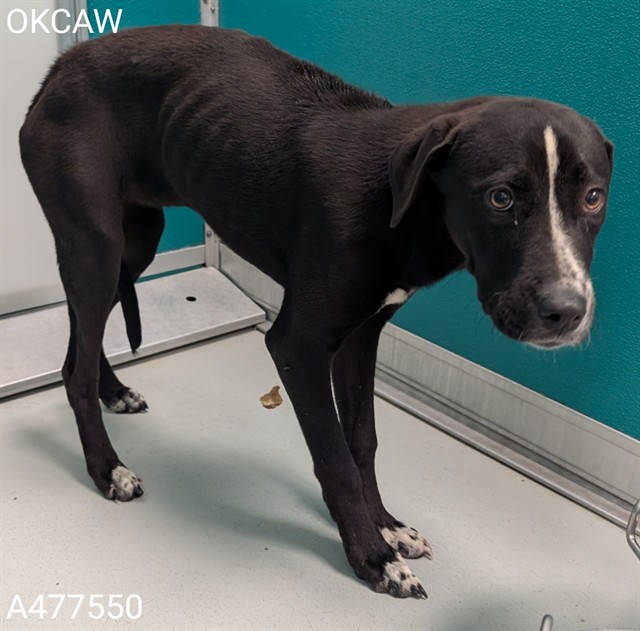 Adoptable Dog