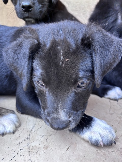 Adoptable Dog