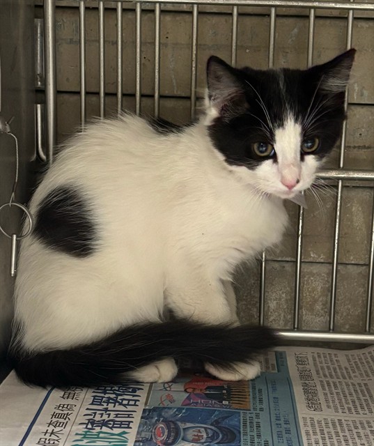 Adoptable Cat