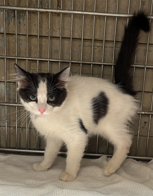 Adoptable Cat