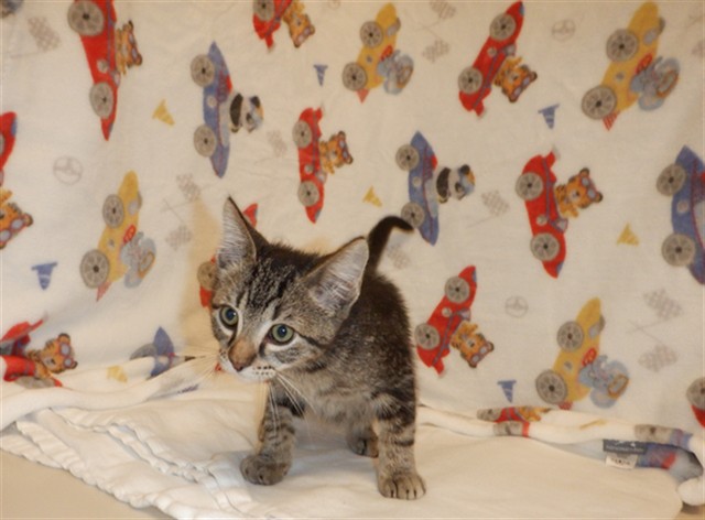Adoptable Cat