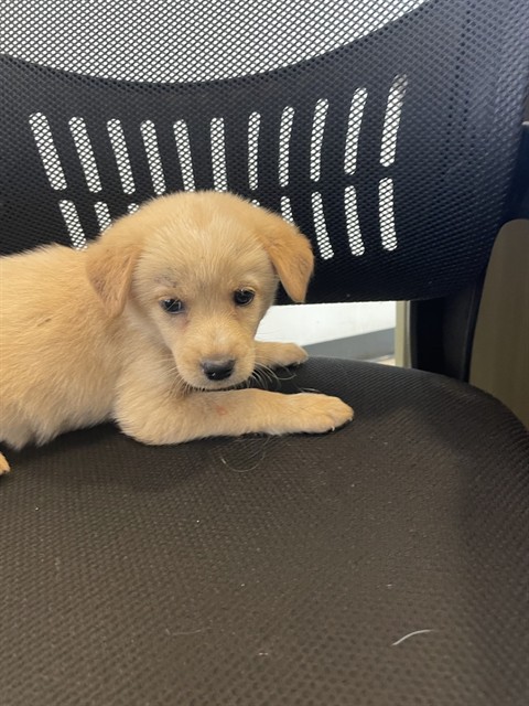 Sadie